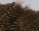 Hareline Grizzly Soft Hackle Marabou Patch 7 Hareline Grizzly Soft Hackle Marabou Patch - Image 7